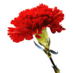 Evocar os 46 anos do 25 de abril